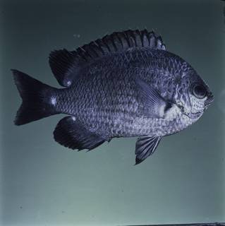 To NMNH Extant Collection (Chromis verater FIN032348 Slide 120 mm)