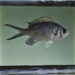 To NMNH Extant Collection (Chromis weberi FIN032351 Slide 120 mm)
