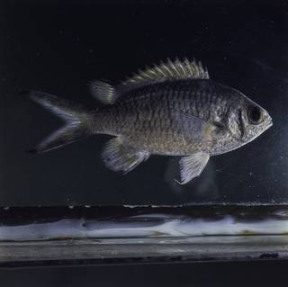 To NMNH Extant Collection (Chromis weberi FIN032351B Slide 120 mm)
