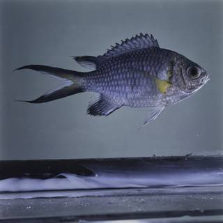 To NMNH Extant Collection (Chromis xanthochira FIN032356 Slide 120 mm)