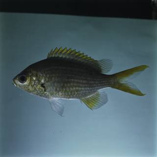 To NMNH Extant Collection (Chromis xanthopterygia FIN032357 Slide 120 mm)