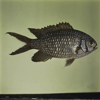To NMNH Extant Collection (Chromis xanthura FIN032358 Slide 120 mm)