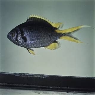 To NMNH Extant Collection (Chromis xanthura FIN032359 Slide 120 mm)