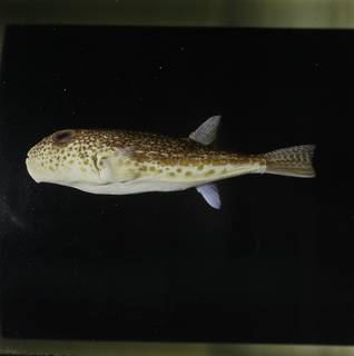 To NMNH Extant Collection (Torquigener florealis FIN034817 Slide 120 mm)