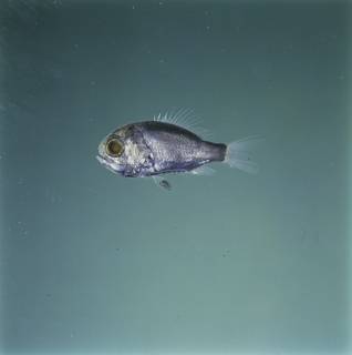To NMNH Extant Collection (Paratrachichthys FIN034835 Slide 120 mm)