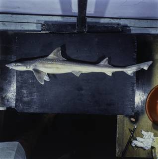 To NMNH Extant Collection (Mustelus FIN034845 Slide 120 mm)