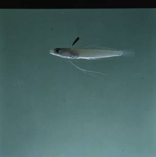 To NMNH Extant Collection (Pteropsaron springeri FIN034852 Slide 120 mm)