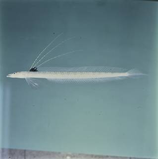 To NMNH Extant Collection (Trichonotus FIN034853 Slide 120 mm)