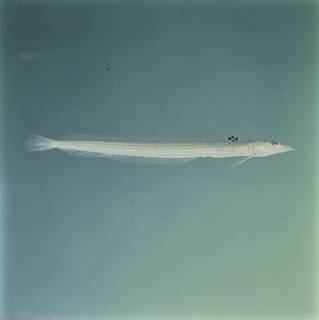 To NMNH Extant Collection (Trichonotus FIN034854 Slide 120 mm)