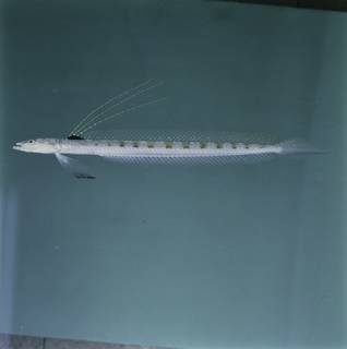 To NMNH Extant Collection (Trichonotus elegans FIN034864 Slide 120 mm)