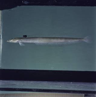 To NMNH Extant Collection (Trichonotus nikii FIN034865 Slide 120 mm)