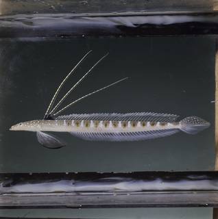 To NMNH Extant Collection (Trichonotus nikii FIN034866 Slide 120 mm)
