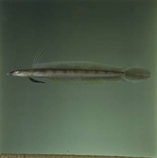 To NMNH Extant Collection (Trichonotus setiger FIN034867B Slide 120 mm)