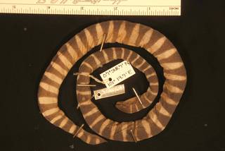 To NMNH Extant Collection (USNM 160874 dorsal)