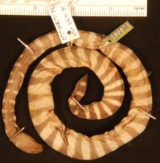 To NMNH Extant Collection (USNM 160874 ventral)