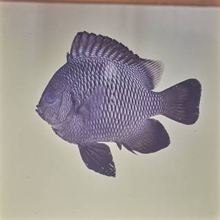 To NMNH Extant Collection (Dascyllus albisella FIN032411 Slide 120 mm)