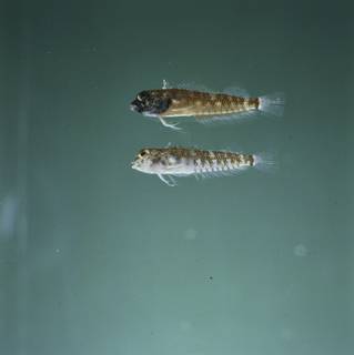 To NMNH Extant Collection (Enneapterygius atriceps FIN034888 Slide 120 mm)