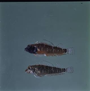 To NMNH Extant Collection (Enneapterygius elegans FIN034892 Slide 120 mm)