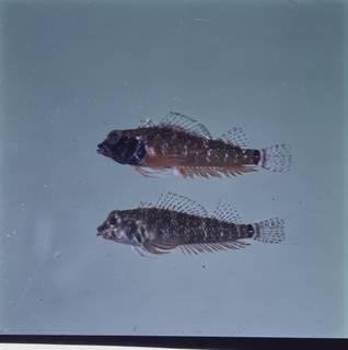 To NMNH Extant Collection (Enneapterygius elegans FIN034892B Slide 120 mm)