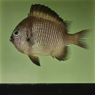 To NMNH Extant Collection (Dascyllus reticulatus FIN032426 Slide 120 mm)