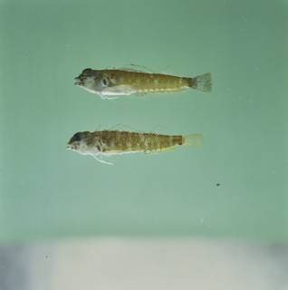 To NMNH Extant Collection (Enneapterygius etheostomus FIN034899 Slide 120 mm)