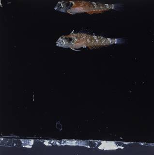 To NMNH Extant Collection (Enneapterygius fasciatus FIN034902 Slide 120 mm)