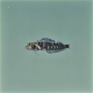 To NMNH Extant Collection (Enneapterygius niger FIN034911 Slide 120 mm)