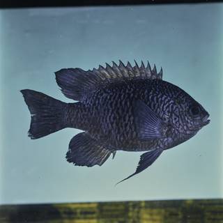To NMNH Extant Collection (Neoglyphidodon carlsoni FIN032461 Slide 120 mm)