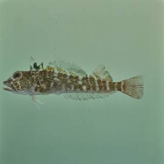 To NMNH Extant Collection (Helcogramma ellioti FIN034950 Slide 120 mm)