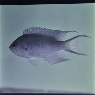 To NMNH Extant Collection (Neopomacentrus filamentosus FIN032490 Slide 120 mm)