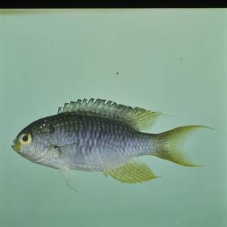 To NMNH Extant Collection (Neopomacentrus nemurus FIN032500 Slide 120 mm)
