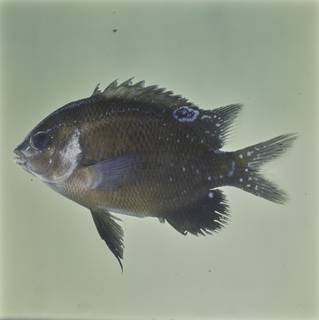 To NMNH Extant Collection (Parma microlepis FIN032513 Slide 120 mm)