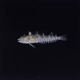To NMNH Extant Collection (Norfolkia brachylepis FIN034980 Slide 120 mm)