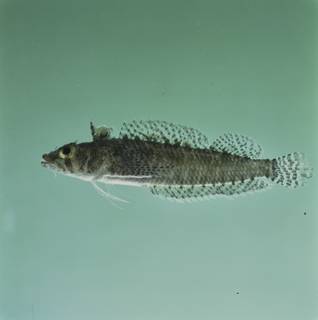 To NMNH Extant Collection (Norfolkia squamiceps FIN034984 Slide 120 mm)