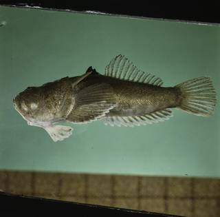 To NMNH Extant Collection (Uranoscopus FIN035001 Slide 120 mm)