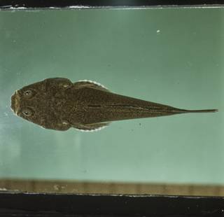 To NMNH Extant Collection (Uranoscopus FIN035002 Slide 120 mm)
