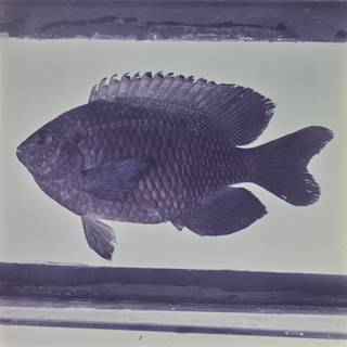 To NMNH Extant Collection (Pomacentrus agassizii FIN032557 Slide 120 mm)