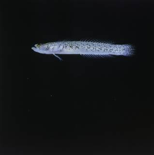 To NMNH Extant Collection (Xenisthmus balius FIN035019 Slide 120 mm)