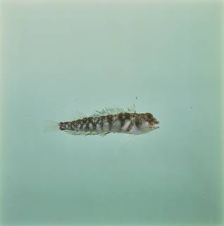 To NMNH Extant Collection (Enneapterygius paucifasciatus FIN034914 Slide 120 mm)