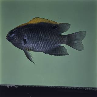 To NMNH Extant Collection (Pomacentrus indicus FIN032592 Slide 120 mm)