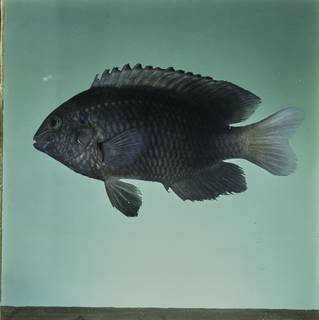 To NMNH Extant Collection (Pomacentrus trilineatus FIN032633 Slide 120 mm)