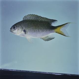 To NMNH Extant Collection (Pomachromis exilis FIN032636 Slide 120 mm)
