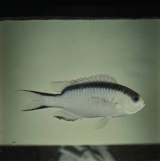 To NMNH Extant Collection (Pomachromis fuscidorsalis FIN032639 Slide 120 mm)
