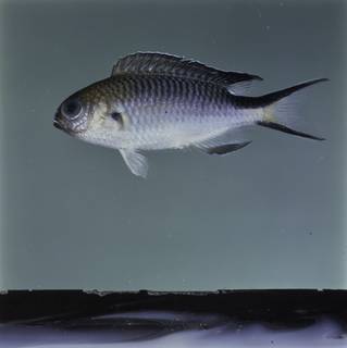 To NMNH Extant Collection (Pomachromis richardsoni FIN032640 Slide 120 mm)