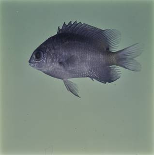 To NMNH Extant Collection (Stegastes limbatus FIN032667 Slide 120 mm)