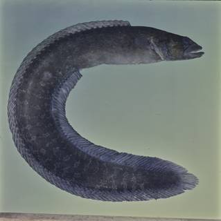 To NMNH Extant Collection (Congrogadus FIN032716 Slide 120 mm)