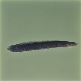 To NMNH Extant Collection (Haliophis aethiopus FIN032722 Slide 120 mm)