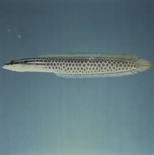 To NMNH Extant Collection (Haliophis diademus FIN032723 Slide 120 mm)
