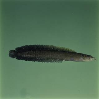 To NMNH Extant Collection (Haliophis guttatus FIN032724 Slide 120 mm)