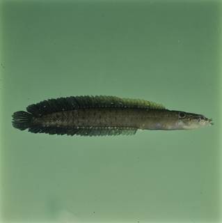 To NMNH Extant Collection (Haliophis guttatus FIN032724B Slide 120 mm)